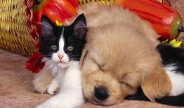 狗大团子爆料视频大全集,揭秘娱乐圈幕后真相