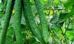 黄瓜农药爆料方法视频教程,轻松掌握安全食用技巧